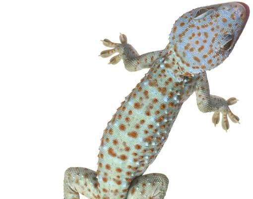 Brevlådor Nosey Geckos