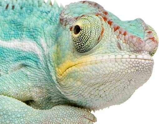 Brevlådor Blue Chameleon