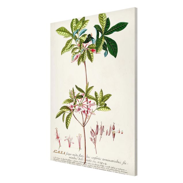 Tavlor blommor Vintage Botanical Illustration Azalea