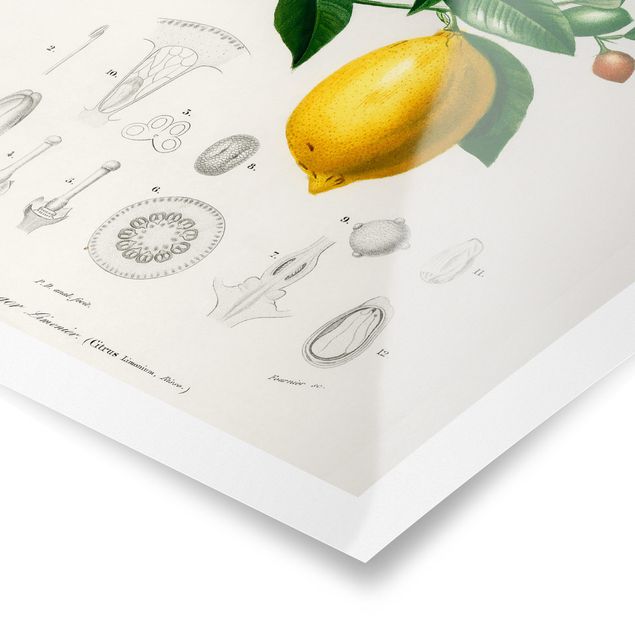Tavlor Botany Vintage Illustration Of Lemon