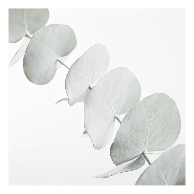 stänkskydd kök glas Eucalyptus Branch In White Light