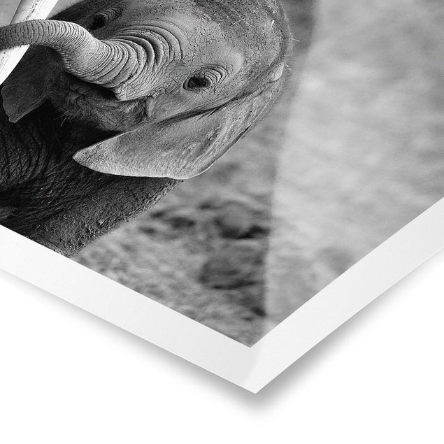 Tavlor svart och vitt Baby Elephant
