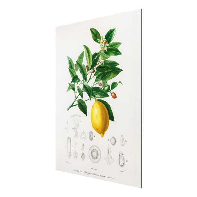 Tavlor blommor Botany Vintage Illustration Of Lemon