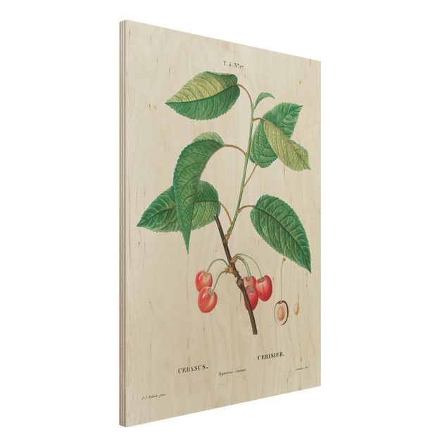 Kök dekoration Botany Vintage Illustration Red Cherries