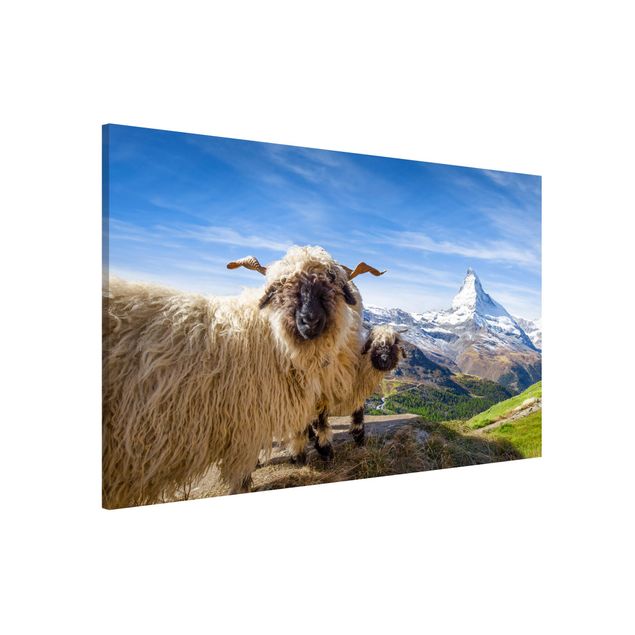 Kök dekoration Blacknose Sheep Of Zermatt