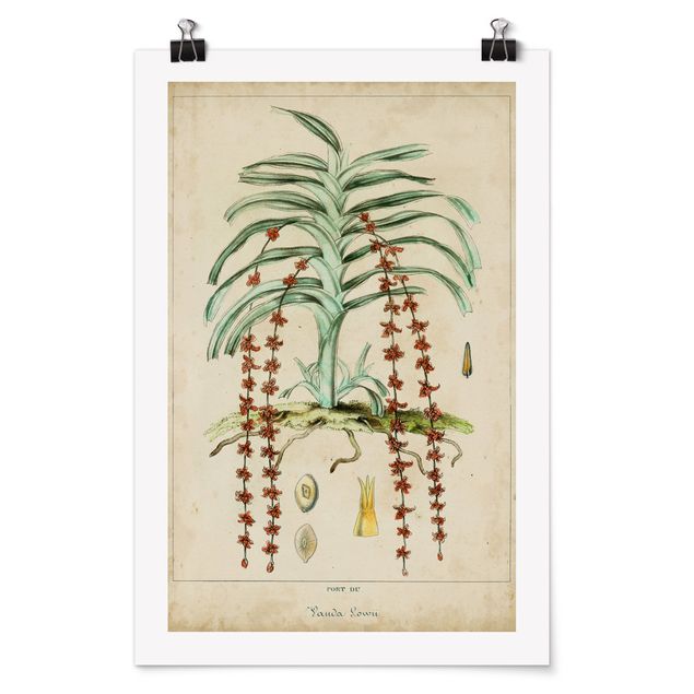 Tavlor blommor  Vintage Board Exotic Palms IV