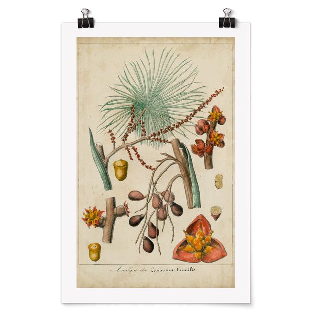 Tavlor blommor  Vintage Board Exotic Palms III