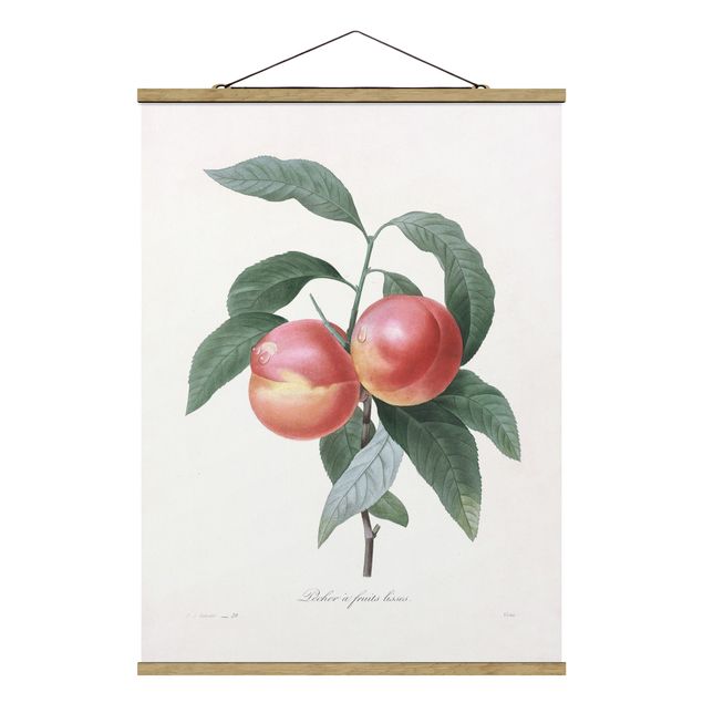 Tavlor blommor  Botany Vintage Illustration Peach