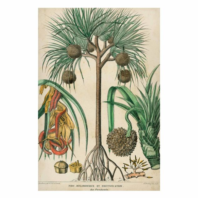 Tavlor landskap Vintage Board Exotic Palms I