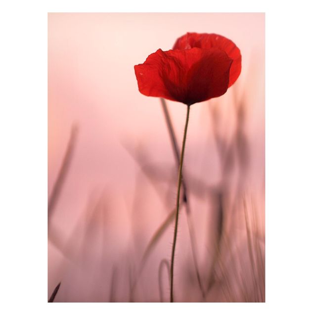 Kök dekoration Poppy Flower In Twilight