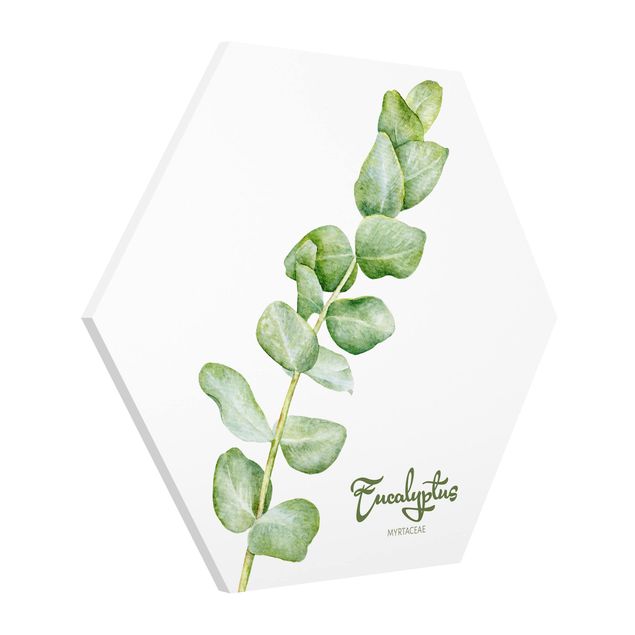 Tavlor ordspråk Watercolour Botany Eucalyptus
