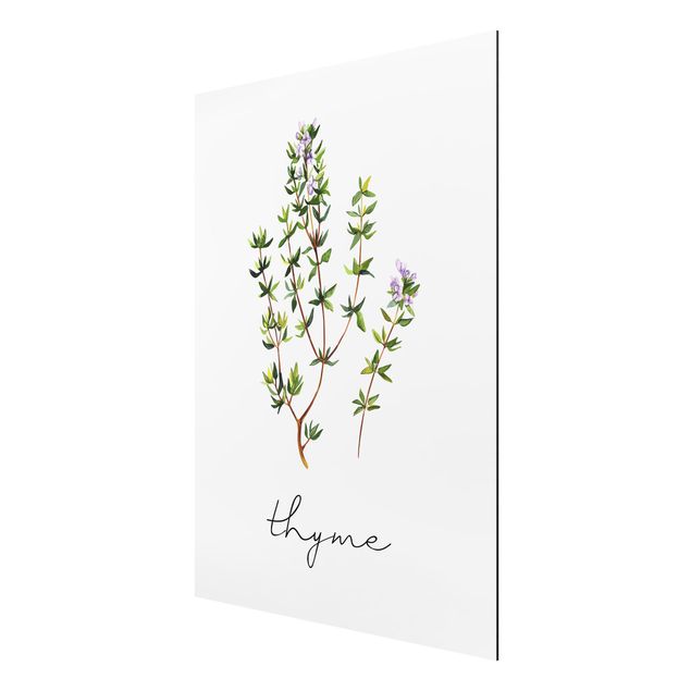 Tavlor blommor Herbs Illustration Thyme