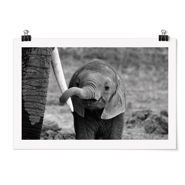 Posters djur Baby Elephant
