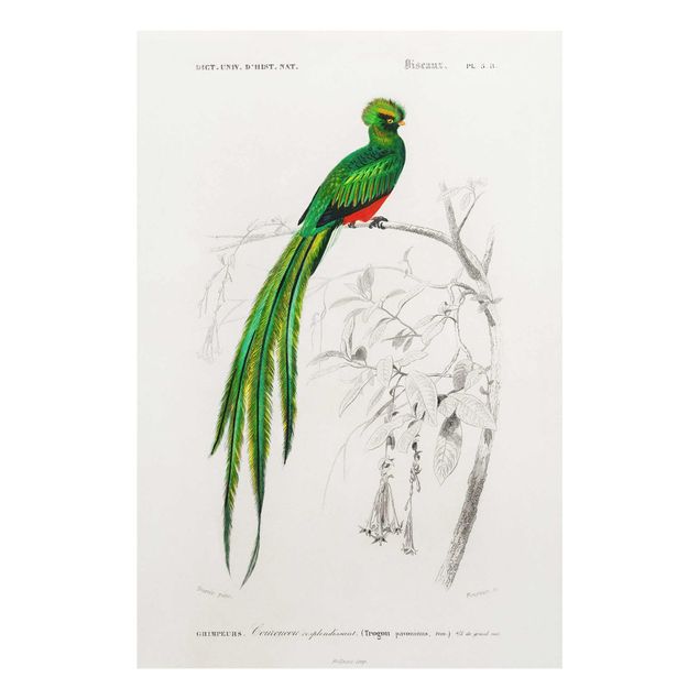 Tavlor grön Vintage Board Tropical Bird I