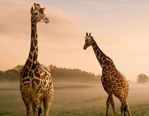 Kakel klistermärken Surreal Giraffes