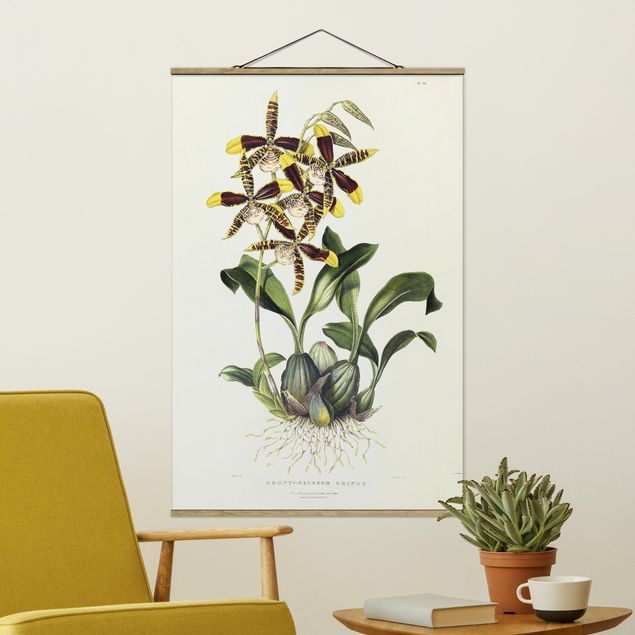 Tavlor orkidéer Maxim Gauci - Orchid II