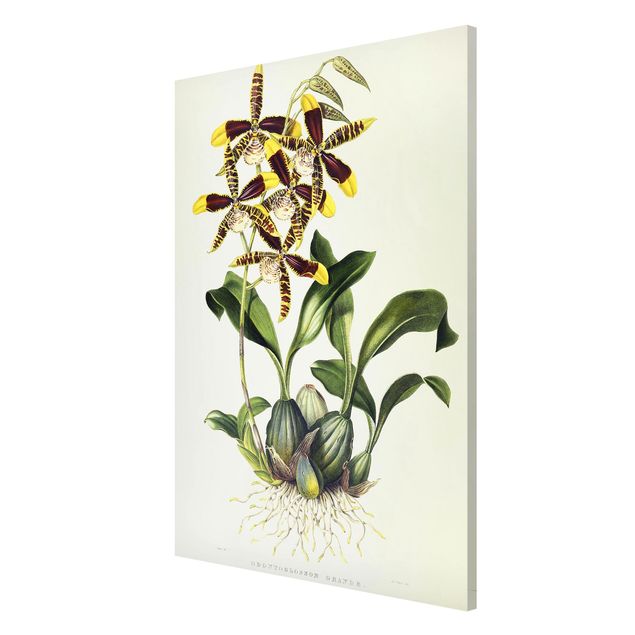 Konstutskrifter Maxim Gauci - Orchid II