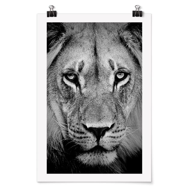 Posters djur Old Lion