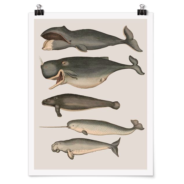 Posters djur Five Vintage Whales
