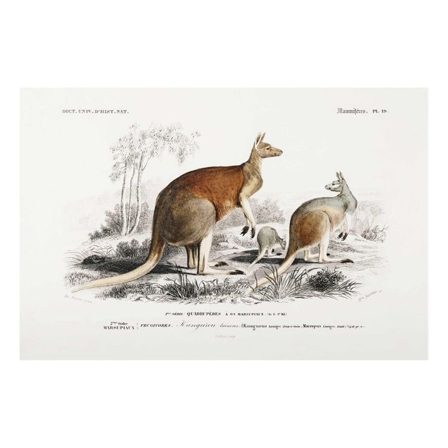Glastavlor djur Vintage Board Kangaroo
