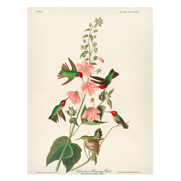 Magnettavla blommor  Vintage Board Colombian Hummingbird
