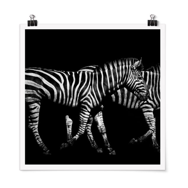 Posters svart och vitt Zebra In The Dark