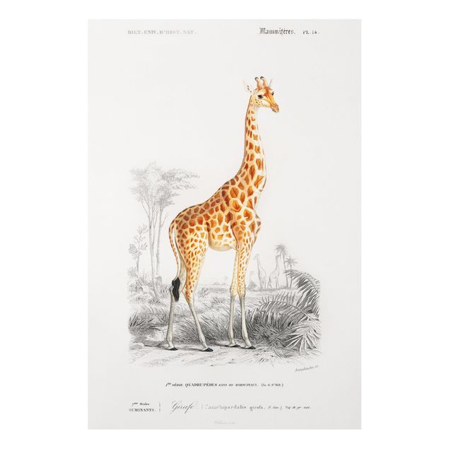Tavlor giraffer Vintage Board Giraffe