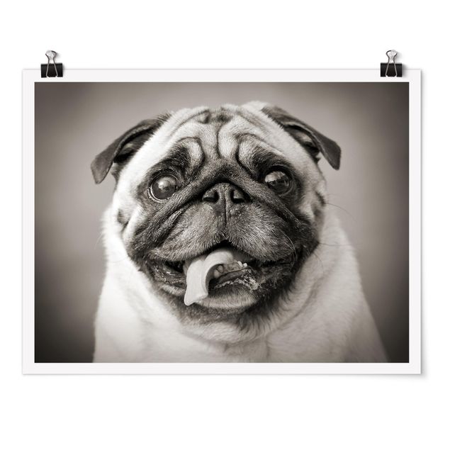 Posters svart och vitt Funny Pug
