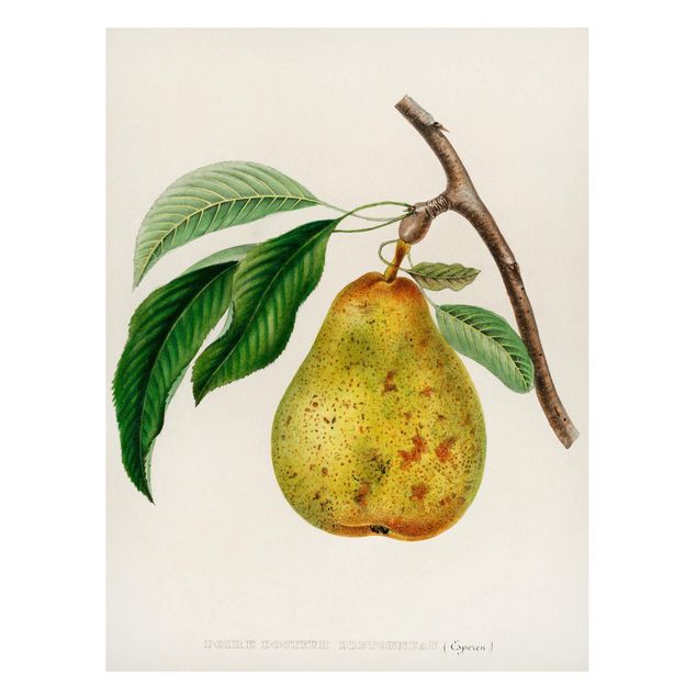 Tavlor frukter Botany Vintage Illustration Yellow Pear