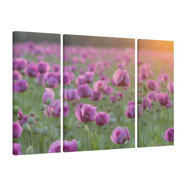 Canvastavlor blommor  Purple Poppy Flower Meadow In Spring
