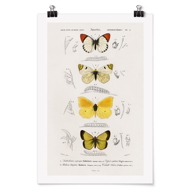 Posters djur Vintage Board Butterflies II