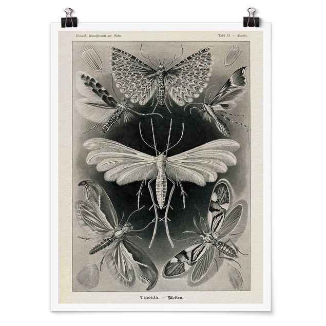 Posters vintage Vintage Board Moths And Butterflies