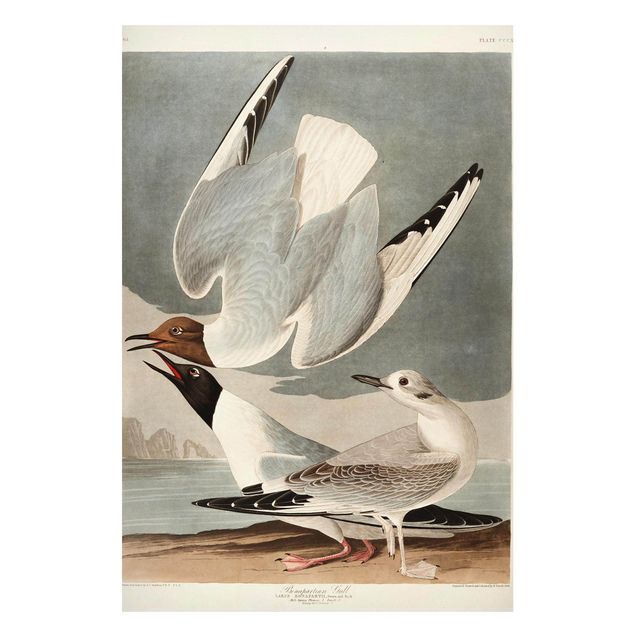 Tavlor landskap Vintage Board Bonaparte Gull