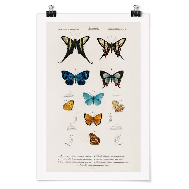 Posters djur Vintage Board Butterflies I
