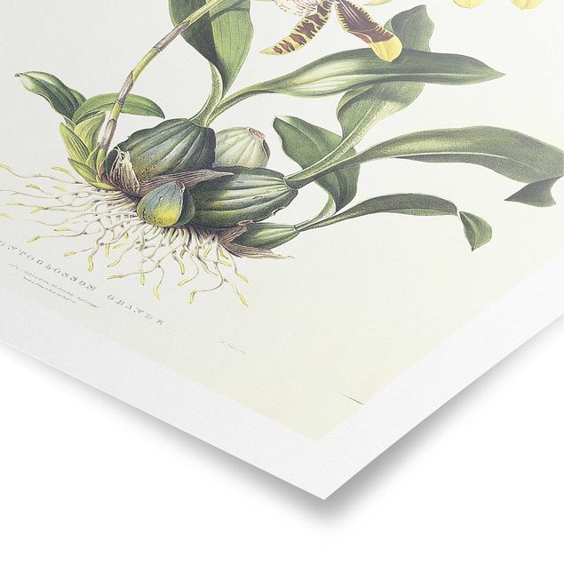 Posters blommor  Maxim Gauci - Orchid II