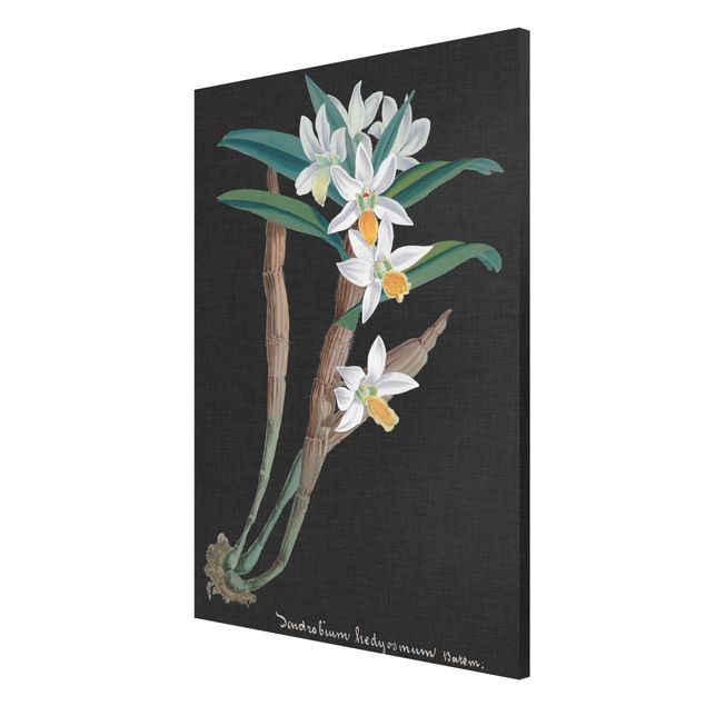 Magnettavla blommor  White Orchid On Linen I