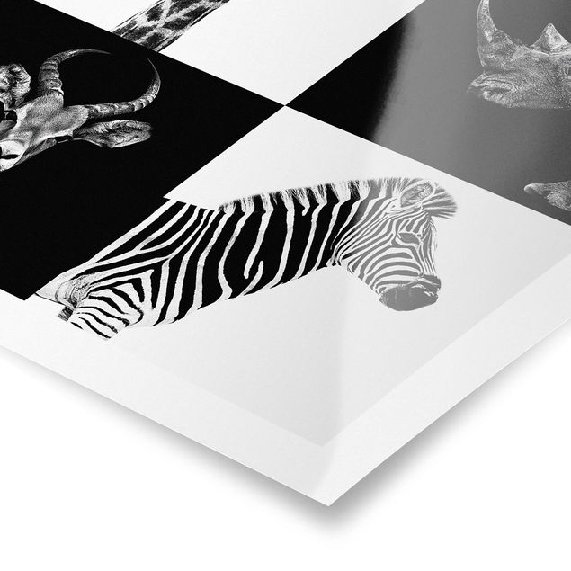 Posters djur Safari Quartet