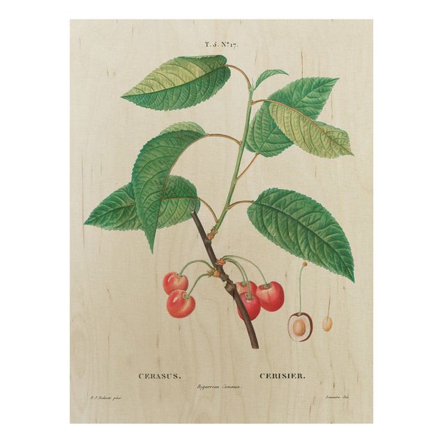 Trätavlor blommor  Botany Vintage Illustration Red Cherries