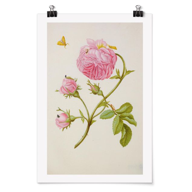 Posters blommor  Anna Maria Sibylla Merian - Wild Rose With Gracillariidae