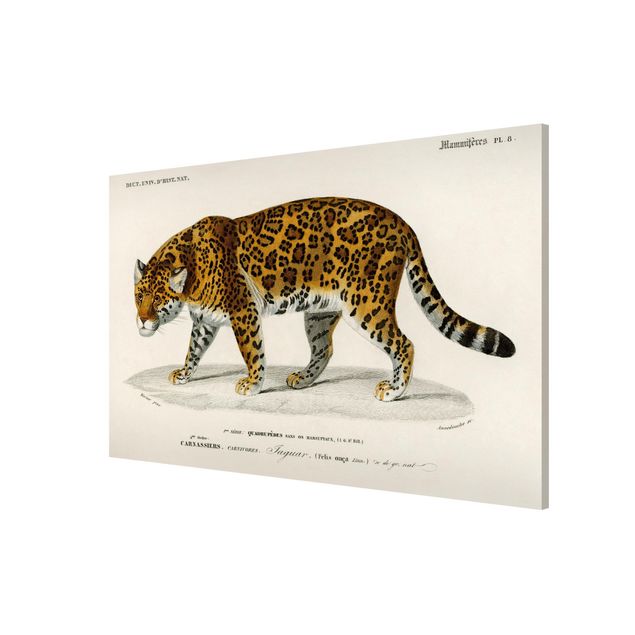 Tavlor tigrar Vintage Board Jaguar