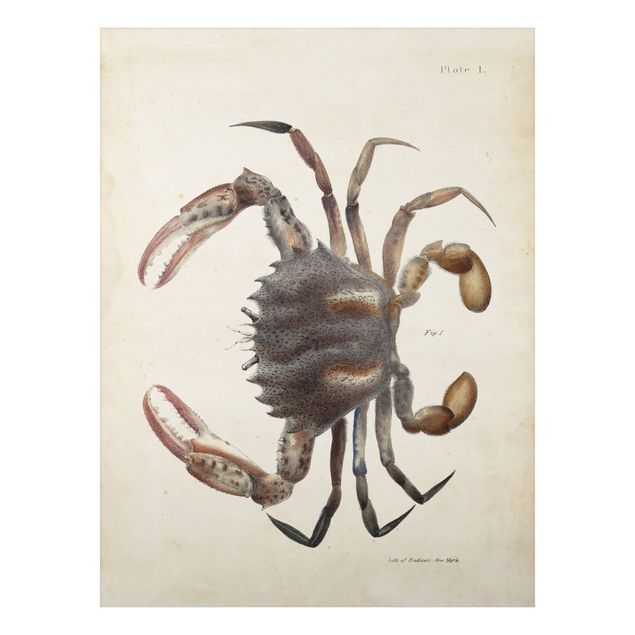 Tavlor retro Vintage Illustration Crab