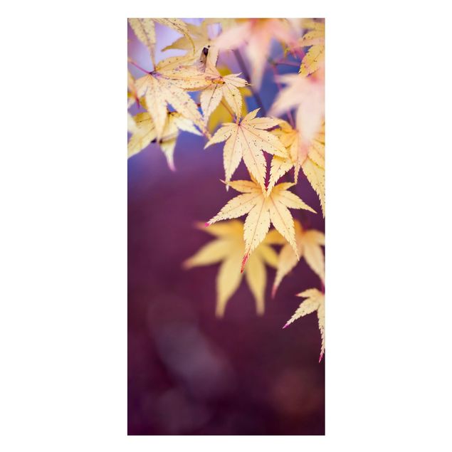 Magnettavla blommor  Autumn Maple Tree