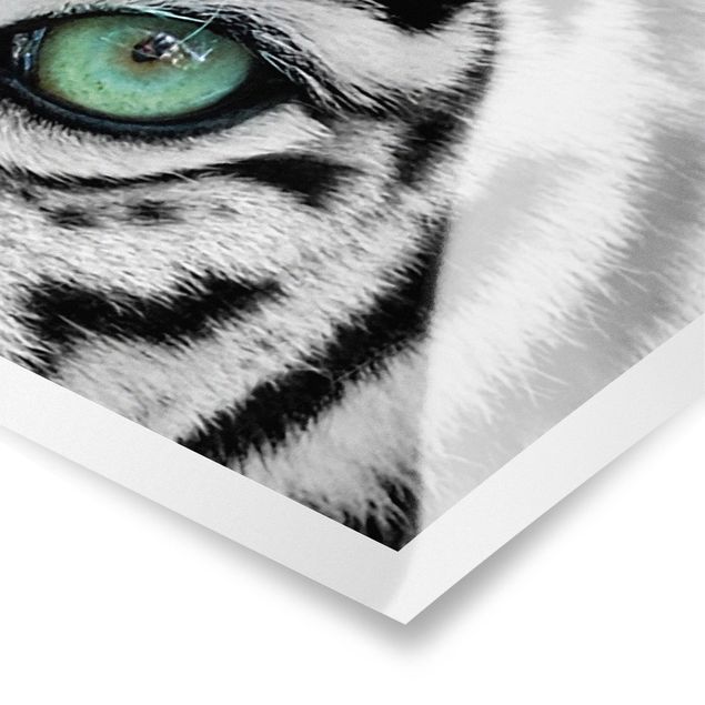 Tavlor svart och vitt White Tiger