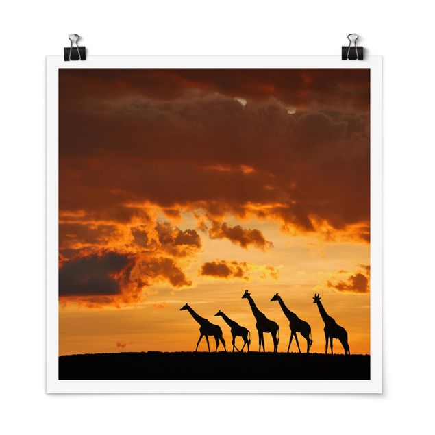Posters djur Five Giraffes