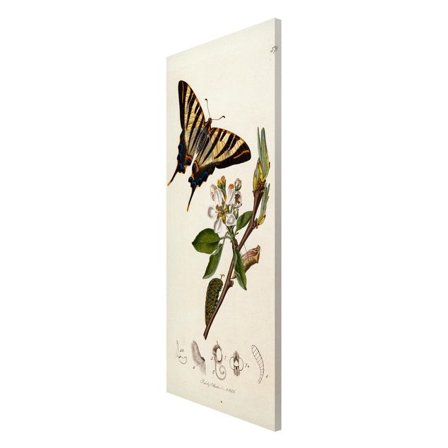 Tavlor fjärilar John Curtis - A Scarce Swallow-Tail Butterfly