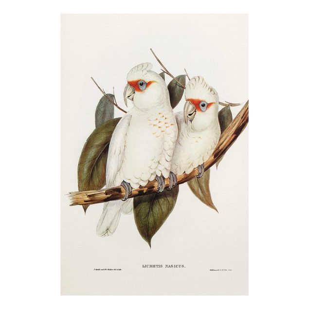 Tavlor Vintage Illustration White Cockatoo