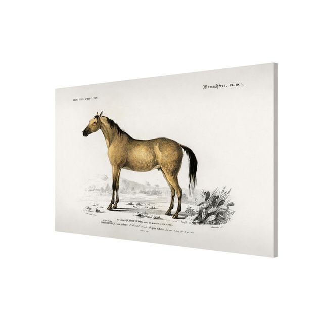 Magnettavla djur Vintage Board Horse