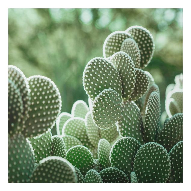 Tavlor blommor Cacti