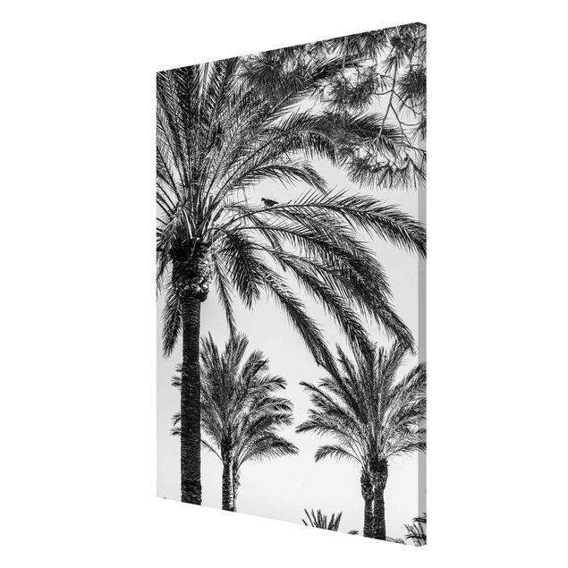 Magnettavla blommor  Palm Trees At Sunset Black And White