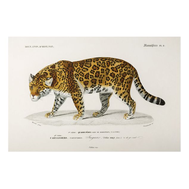 Tavlor katter Vintage Board Jaguar